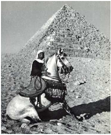Ongekend De geschiedenis van het Arabische paard en de Arabo-Friesian NM-33