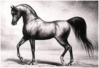 Extra spoor Van storm De geschiedenis van het Arabische paard en de Arabo-Friesian | EASP stamboek